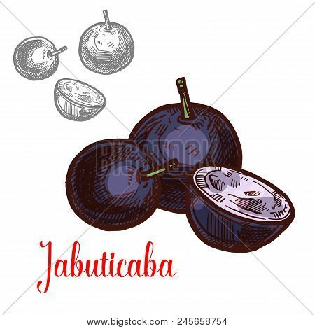 Jabuticaba Fruit Of Exotic Brazilian Tree Sketch. Purple Berry Of Ripe Jaboticaba Isolated Icon For 
