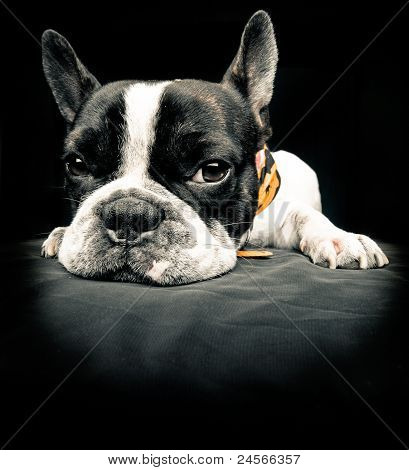 Premier avion de bouledogue