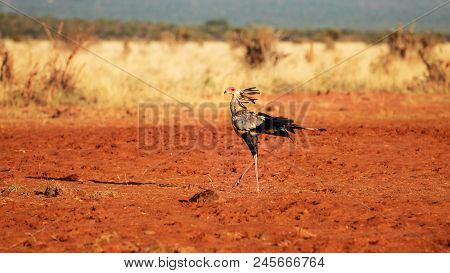 Secretary Bird (sagittarius Serpentarius) Walking On Red Ground African Savanna In Sunset Light. Amb