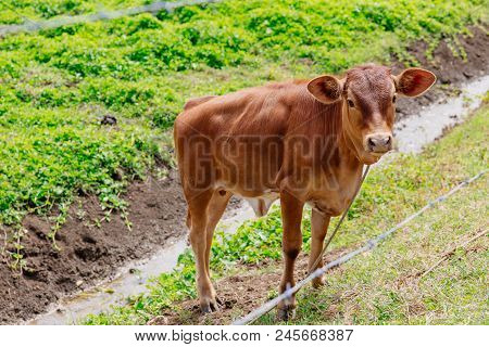Calf In A Green Paddock In Fiji.