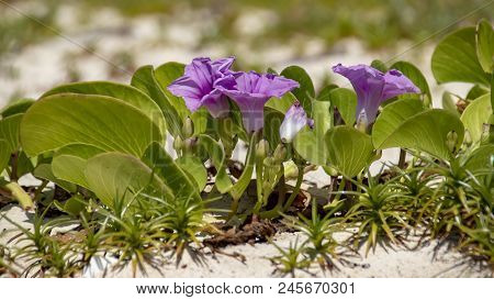 Side View Of Pink Beach Moonflowers On A White Sand Of Sea Coast