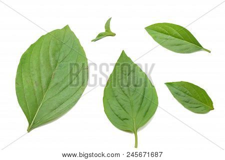 Top View Of Leaves Sweet Basil Or Thai Basil Isolated On White Background. (horapa,ocimum Basilicum 