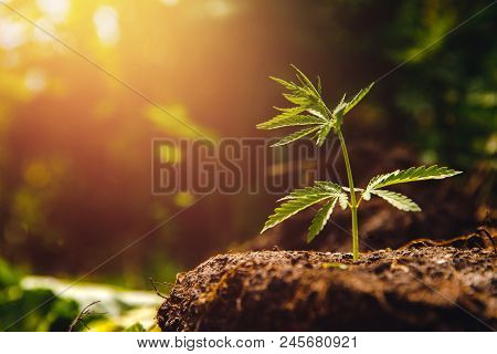 Bush Marijuana Cannabis On Blurred Background At Sunset.