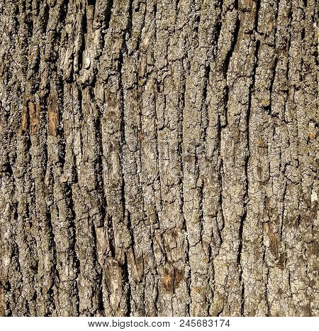 Texture Of Bark In Old Ashtree - Fraxinus Americana
Ashtree Is Widely Distributed In Eastern Europe,