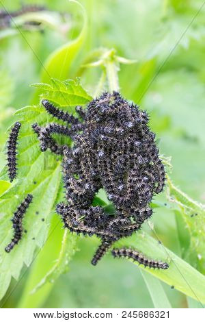Group Of Black Caterpillars Eating From Nettle Plant