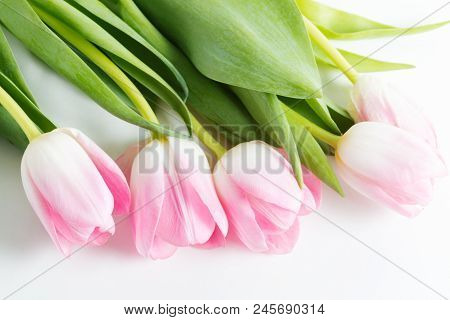 Pink Fresh Bright  Tulips With Green Leaves Are On White, Close Up View