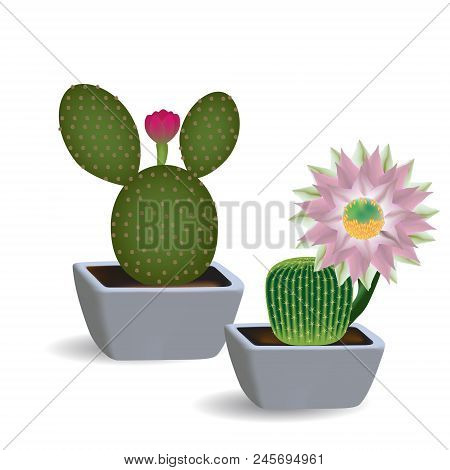 3d Set Of Two Flowering Cacti In Square Pots. Indoor Plants Of Succulents Opuntia And Echinopsis On 