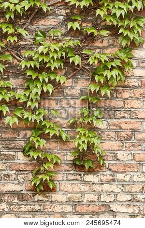 Ivy grown all over an old wall