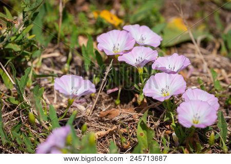 Bindweed Or Convolvulus On A Meadow On Summer.
