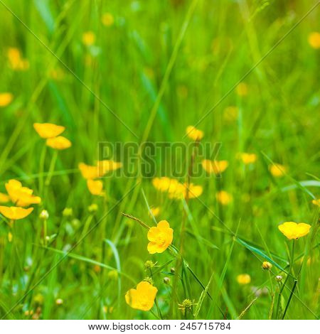 Summer Background: Flower Field With Yellow Flowers Lit By Sinset Light. Selective Focus. Copy Space
