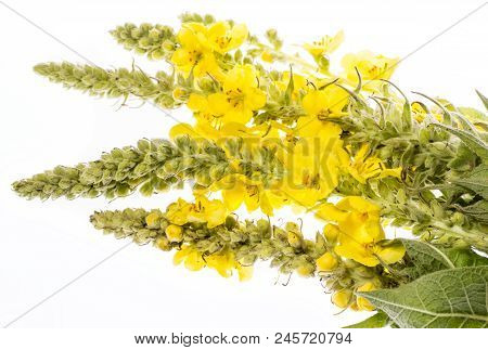 Verbascum Densiflorum - Mullein Flower Isolated On A White Background