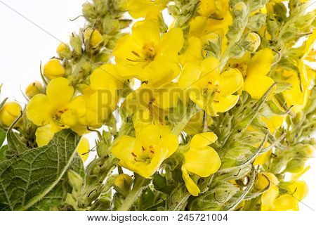 Verbascum Densiflorum - Mullein Flower Isolated On A White Background