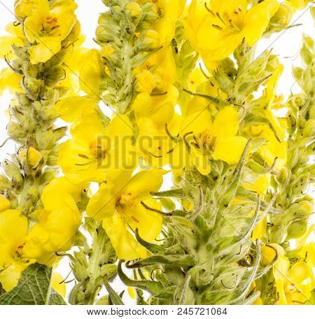 Verbascum Densiflorum - Mullein Flower Isolated On A White Background