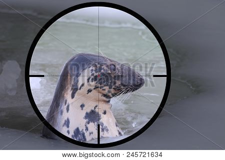 Baltic Grey Seal (halichoerus Grypus Macrorhynchus) In The Crosshair Of The Optical Sight Of The Hun