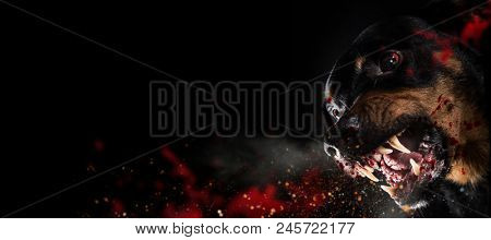 Ferocious Rottweiler barking mad on black background, close-up.
