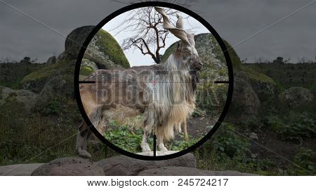 Male Turkmenian Markhor (capra Falconeri Heptneri) In The Crosshair Of The Optical Sight Of The Hunt