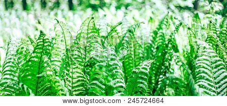 Fern Is In The Forest, A Lot Of Leaves, Sunshine