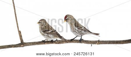 common redpolls and dry plant isolated on white background