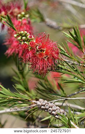 Scarlet Bottlebrush Flowers - Latin Name - Callistemon Coccineus F. Muell. Also Known As Melaleuca R
