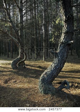 tanzen pines