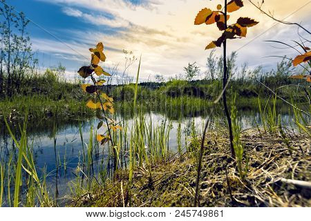 Proto On The Edge Of The Forest Overgrown With Small Shrubs And Dense Grass Against A Blue Cloudy Sk