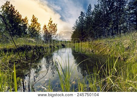 Proto On The Edge Of The Forest Overgrown With Small Shrubs And Dense Grass Against A Blue Cloudy Sk