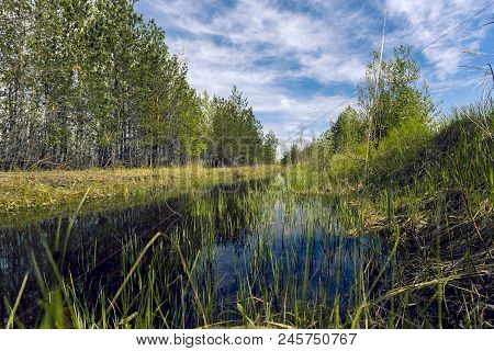 Proto On The Edge Of The Forest Overgrown With Small Shrubs And Dense Grass Against A Blue Cloudy Sk