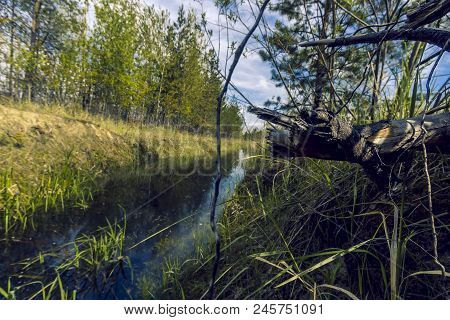 Proto On The Edge Of The Forest Overgrown With Small Shrubs And Dense Grass Against A Blue Cloudy Sk