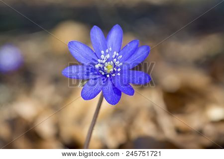 Hepatica Transsilvanica Flowers With Selsctive Focus And Blurred Backgrounds