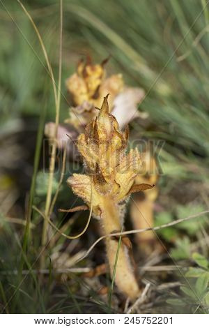 Broomrape (orobanche Sp.) In A Meadow. Close-up Photo With Blurred Backgrounds