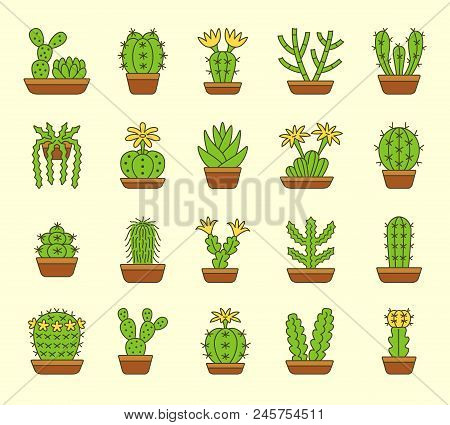 Cactuses Of Different Types. Set Of Desert Plants For Terrariums And Rock Gardens. Home & Office Int
