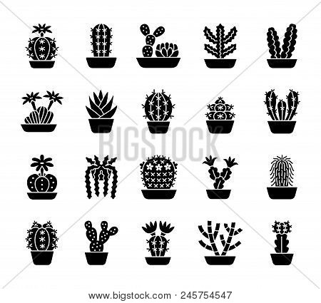 Cactuses Of Different Types. Set Of Desert Plants For Terrariums And Rock Gardens. Home & Office Int