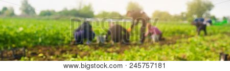 Workers Work On The Field, Harvesting, Manual Labor, Farming, Agriculture, Agro-industry In Third Wo