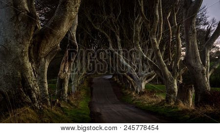 Tunnel-like Avenue Of Intertwined Beech Trees Called Dark Hedges, Northern Ireland Is The Popular To