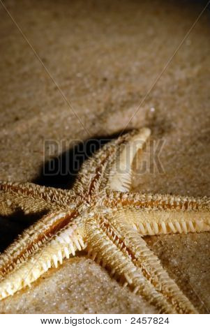 砂の上に、夜のヒトデのクローズ アップ