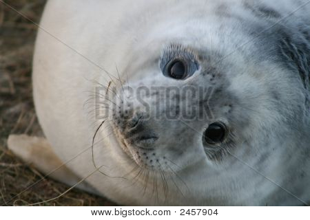 Donna Nook, vahşi gri foklar
