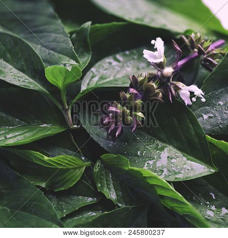 Abstract Vintage Green Basil Leaf Flat Lay On Table Top View Background Concept For Minimal Creative
