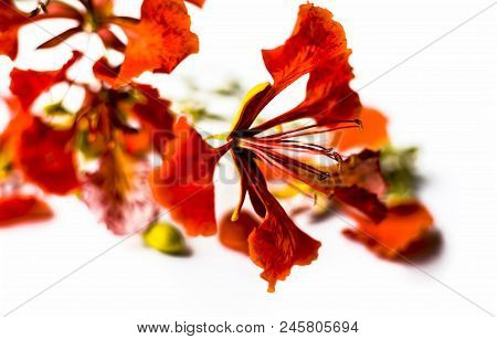 Close Up Of Flowers Of Flame Tree Or Peacock Tree Isolated On White Also  Known As Gulmohor Or Goolm