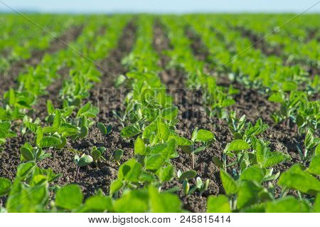 Soybean, Field With Soybean Seedlings, Close-up, Long Rows