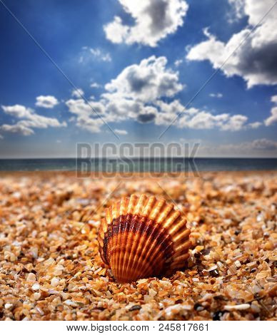 Seashell Of Anadara On Sand Beach, Sea With Blue Sky And Sunlight Clouds At Background