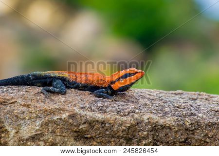 A Rock Lizard Sitting On The Rock In Its Natural Habitat