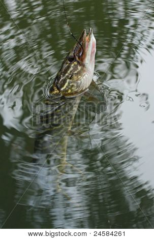 Il luccio (Esox lucius) su una linea di pesca nel fiume.