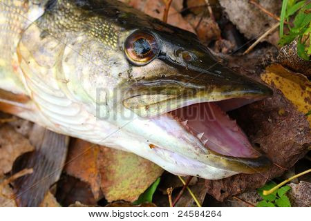 Il luccio (Esox lucius) hanno una storia lunga e distinta in cucina e sono molto popolari