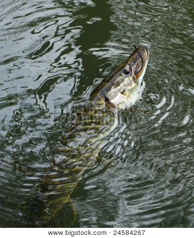 Il luccio (Esox lucius) su una linea di pesca nel fiume.