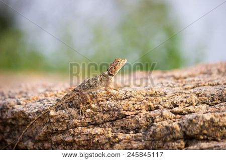 The Rock Lizard Seen Camouflaged In Its Natural Habitat