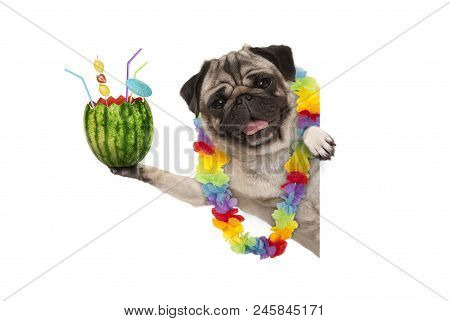 Frolic Summer Pug Dog With Hawaiian Flower Garland, Holding Watermelon Cocktail With Umbrella And St