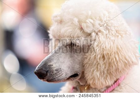 A Standard White Poodle At A Country Dog Show - In Close Up