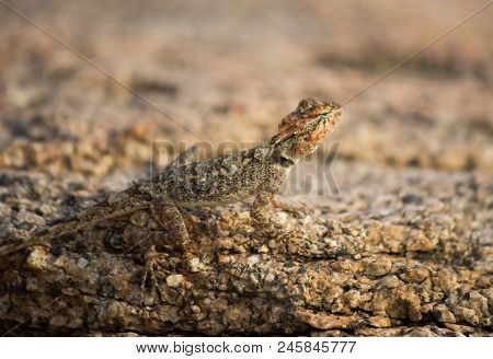The Rock Lizard Seen On The Rock Camouflaged In Its Natural Habitat
