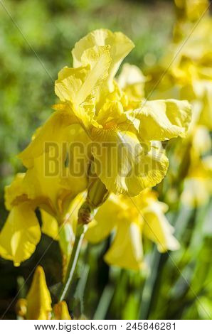 Yellow Irises Blooming In The Garden In Summer
