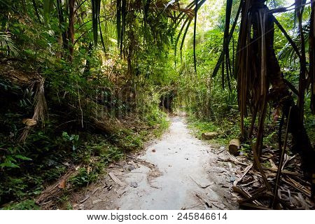 Jungle Trekking To Secret Beach